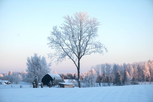 A wintery scene featuring a horse-drawn carriage standing in a snow-covered field, surrounded by trees and bushes