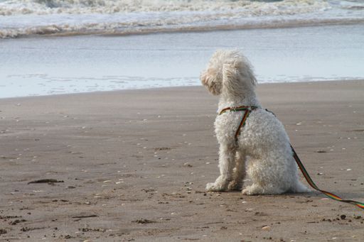 A closeup shot of a cute dog sitting on a beach