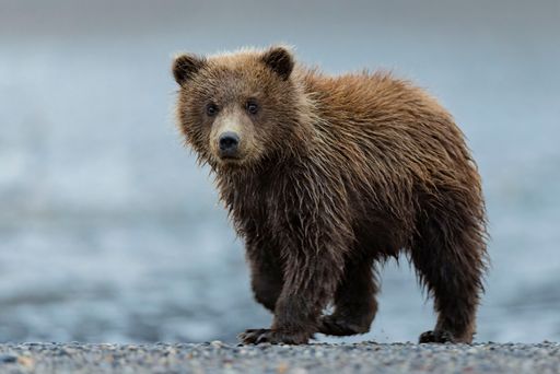 A Kodiak Brown Bear emerging from a lake, droplets of water clinging to its fur after a refreshing swim