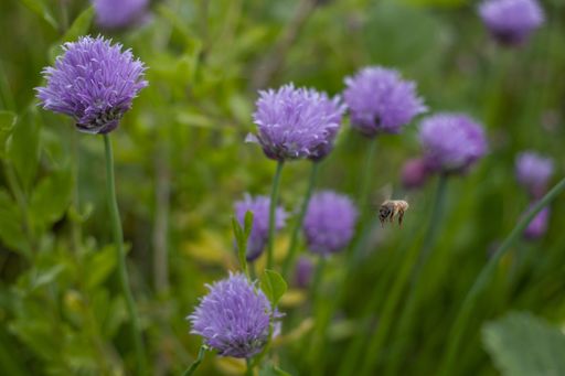 A selective focus shot of purple chives flowers with a bee