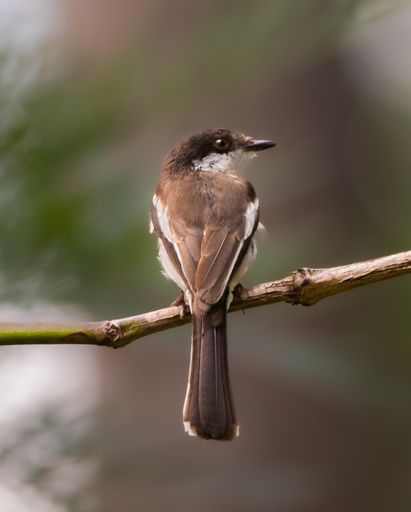 An adorable brown and white bird perched atop a thin twig in a natural outdoor setting