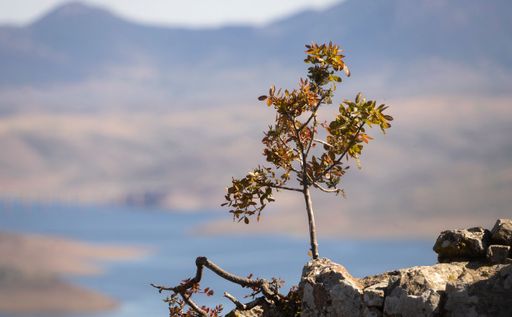 Solitary plant on top of a rock high on the mountain. Horizontal photo, nature.