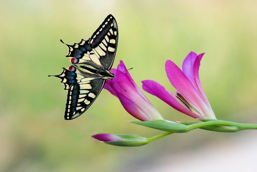 A selective focus shot of a swallowtail butterfly on a blooming pink flower