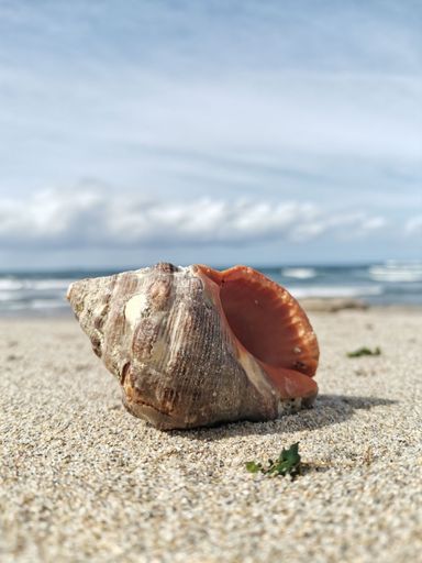 A white seashell is lying on the golden sand of a beach, with a tranquil blue ocean in the background