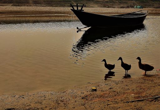 Four ducks are in close proximity to a small boat that is floating in a body of water