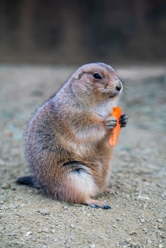 A vertical shot of a prairie dog munching on its food
