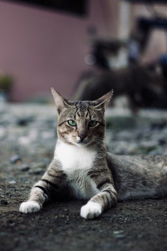A grey and white cat lying on the ground in front of a parked motorcycle