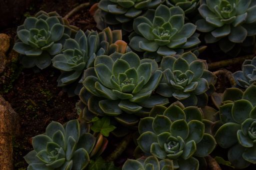 A closeup shot of a small plant growing out of a gray rock with its green leaves and stems visible