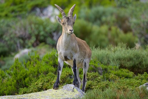 Una cabra montesa en la Sierra de Guadarrama