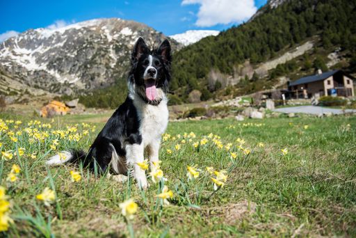A cute Border Collie dog among blooming Daffodil flowers in the Vall de Incles in Andorra