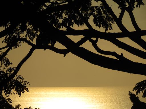 A striking landscape featuring a picturesque sunset viewed through a silhouetted tree against a backdrop of tranquil water