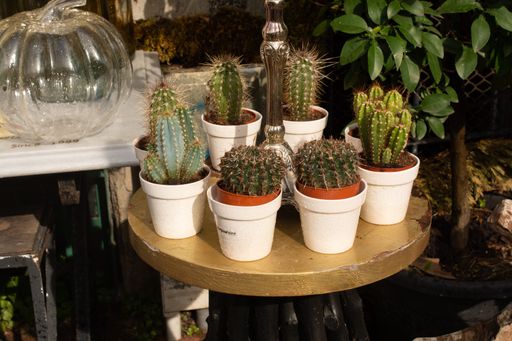 A closeup shot of different cactuses on the white potes in the wooden table