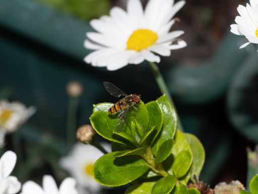 A closeup shot of a fly on green leaves with a daisy in the background