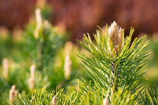 A selective focus of spiky fir leaves on tree branches against a blurred background
