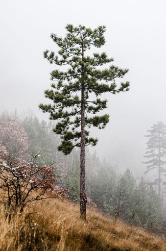 An eerie scenery of a pine tree on the hill in a misty forest