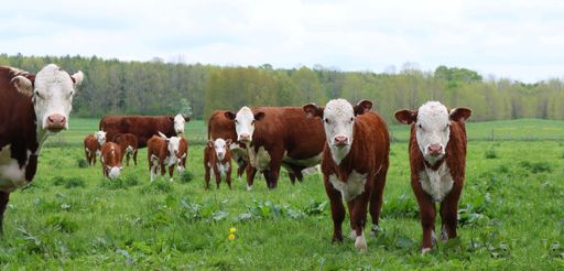 A drove of brown Hereford Cows with their calves in the field