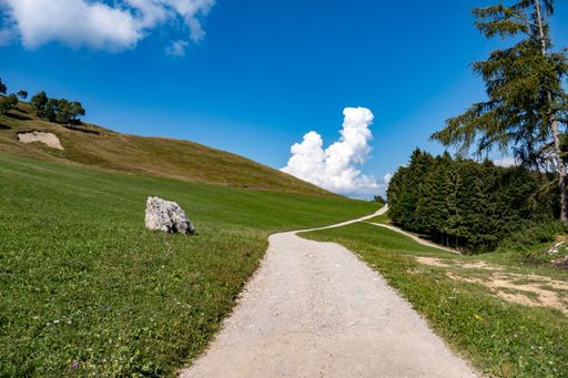 A winding road leads down a green hill, surrounded by lush trees