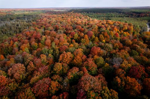 An aerial view of the fall forest in Michigan in the Porcupine Mountains