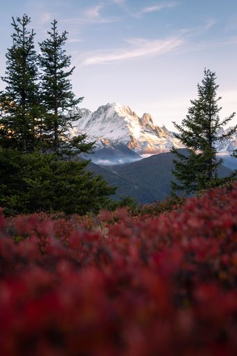 Landscape view of the Mont Blanc valley at sunset in autumn, with blueberry bushes in the foreground in Emosson, Wallis, Switzerland