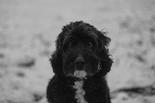 A black Labrador retriever pup perched atop a snowy hill covered in a blanket of white snow, sitting serenely and looking into the distance