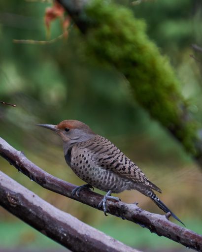 A vertical closeup shot of a cute northern flicker bird standing on a thin tree branch in a forest