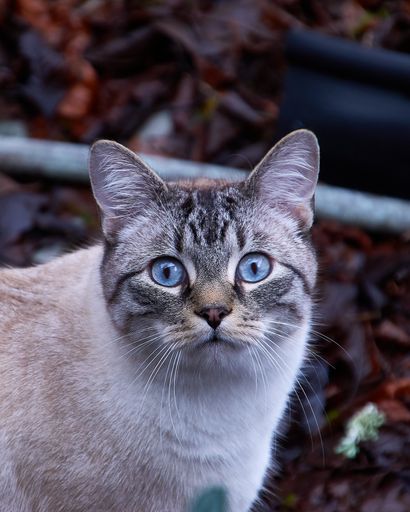 A vertical closeup shot of a blue-eyed tabby cat staring at the camera with a shocked expression