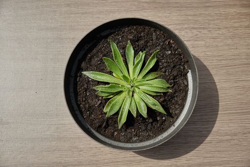A top view of a haworthia plant in a pot on a wooden table