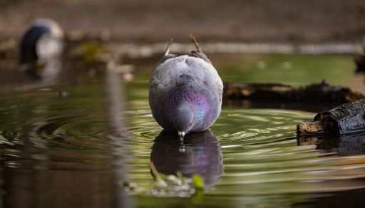 A closeup of a pigeon in a puddle