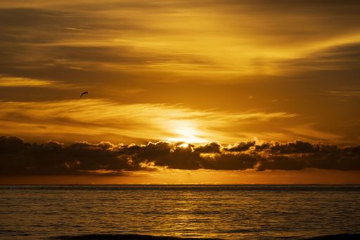 The sun hidden beneath clouds in the sky during a golden sunset over a sea with the silhouette of a bird flying over the water