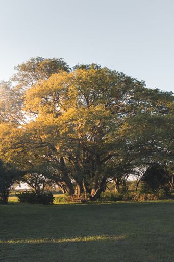 A vertical shot of a large tree in a park eclipsed by shade under a sunny sky during sunset