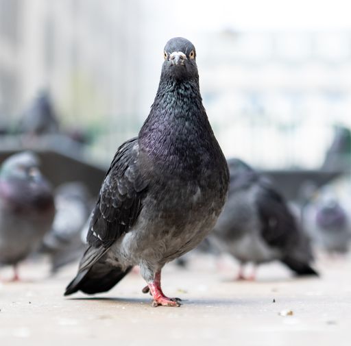 A closeup shot of a Feral pigeon in a city