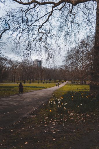 A vertical shot of a person walking under a tree in a park