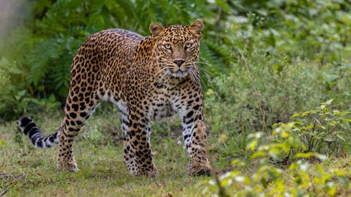 A sub-adult leopard crossing paths in the jungle