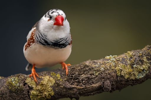 A close-up shot of an adorable Australian zebra finch
in its natural habitat