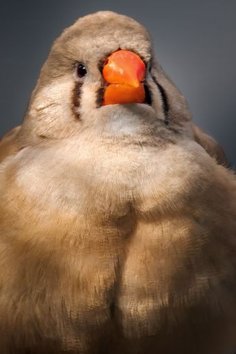 A close-up shot of an adorable Australian zebra finch bird in its natural habitat