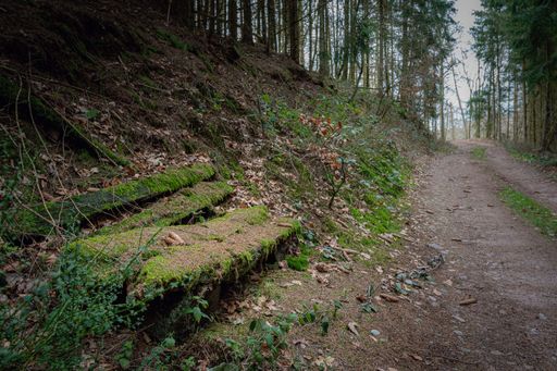 A path surrounded by green grass and forest