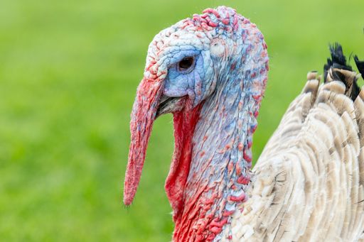 A closeup of a male turkey with a blurry background