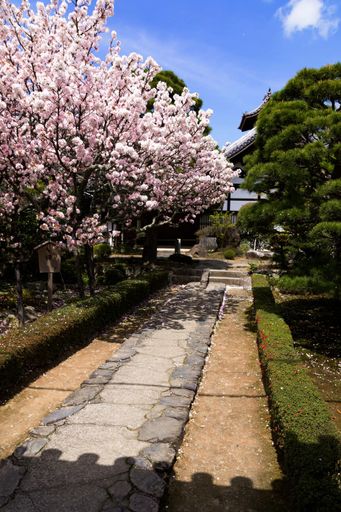 A selective focus shot of a traditional Japanese garden with cherry blossoms and trees in springtime, vertical shot with a nice combination of colours