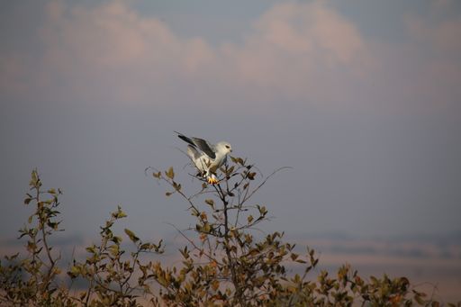 A closeup shot of a white bird on the small tree under the cloudy sky