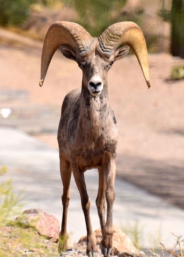 A Bighorn Sheep in Nevada Desert, Boulder City, NV