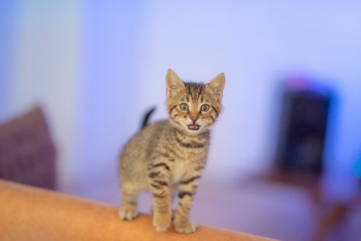 A selective focus shot of an adorable meowing kitten standing on a brown sofa
