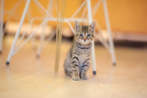 A selective focus shot of an adorable striped kitten with an attentive look sitting on the floor