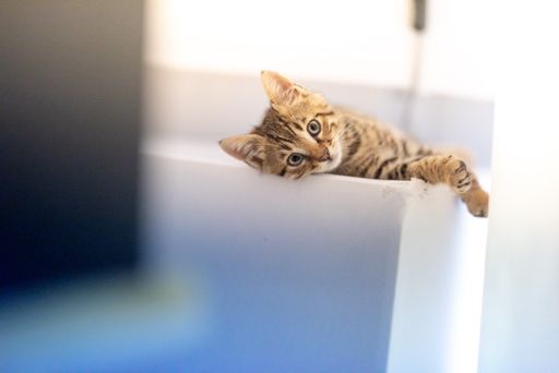 a selective focus shot of an adorable striped kitten lying on the white sofa