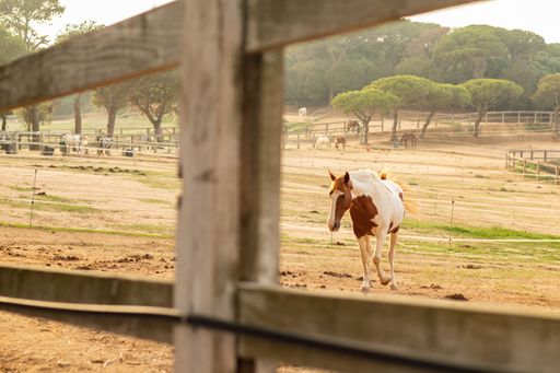 A majestic brown horse stands in a grassy field with a wooden fence in the background
