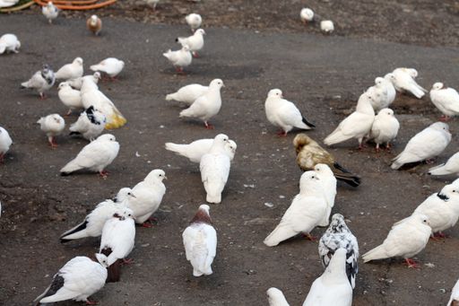 A closeup of a group of doves of different colors on the road