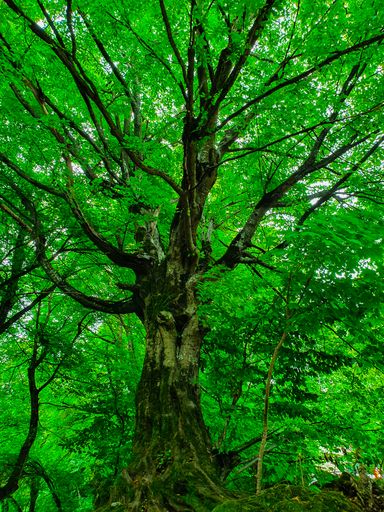 A low angle shot of a beautiful large tall tree in a forest with thick leaves and branches with visible roots