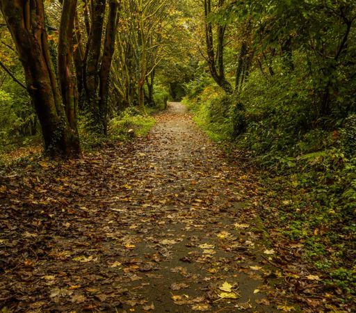 A scenic view of a dense green forest