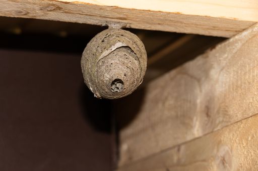 A wasp net is abandoned by its inhabitants and hangs down from a wooden beam in a shed.