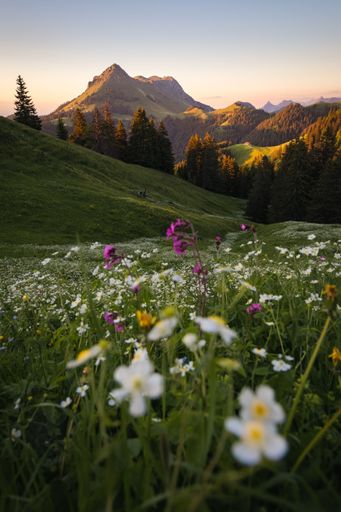Spring landscape view of a flowered meadow with mountains lit by the sunset in the foreground, from the Col de Lys in Les Paccots Fribourg