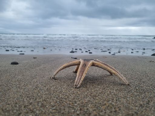 A closeup of a vibrant Starfish on the sandy beach during cloudy weather